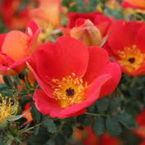 Austrian Copper Rose