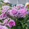 Violet's Pride Rose
